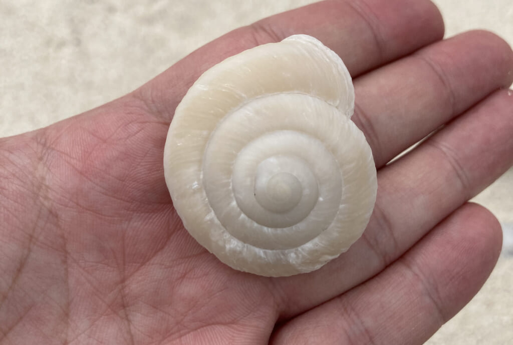 世界自然遺産 小笠原諸島・父島と母島への旅 | 旅のひろば | ワールド