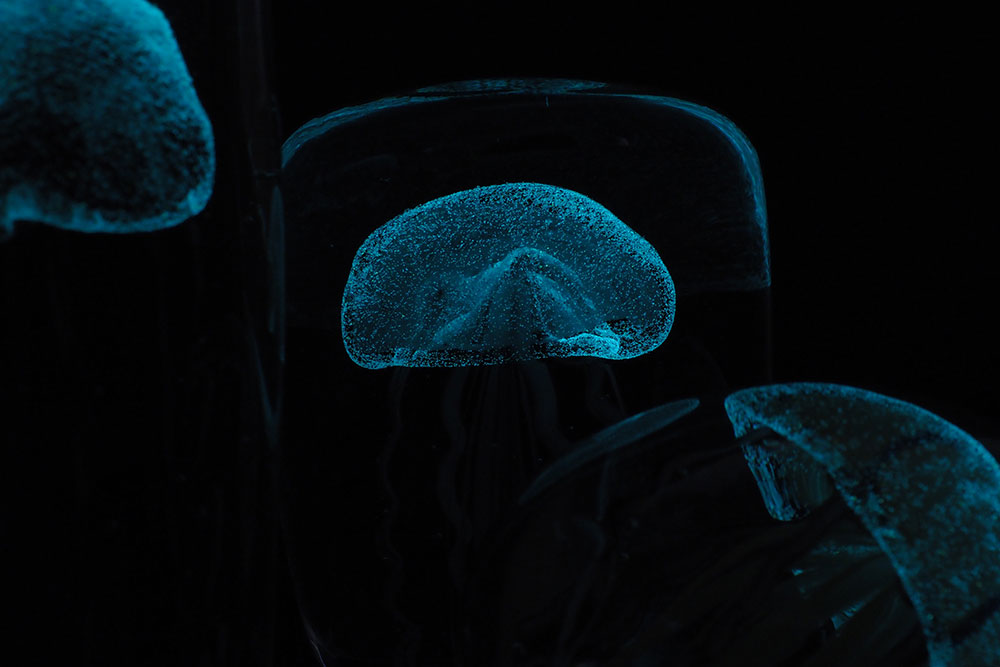 Jellyfish Twisted Leg Glass Sculptre ジェリーフィッシュ ガラス