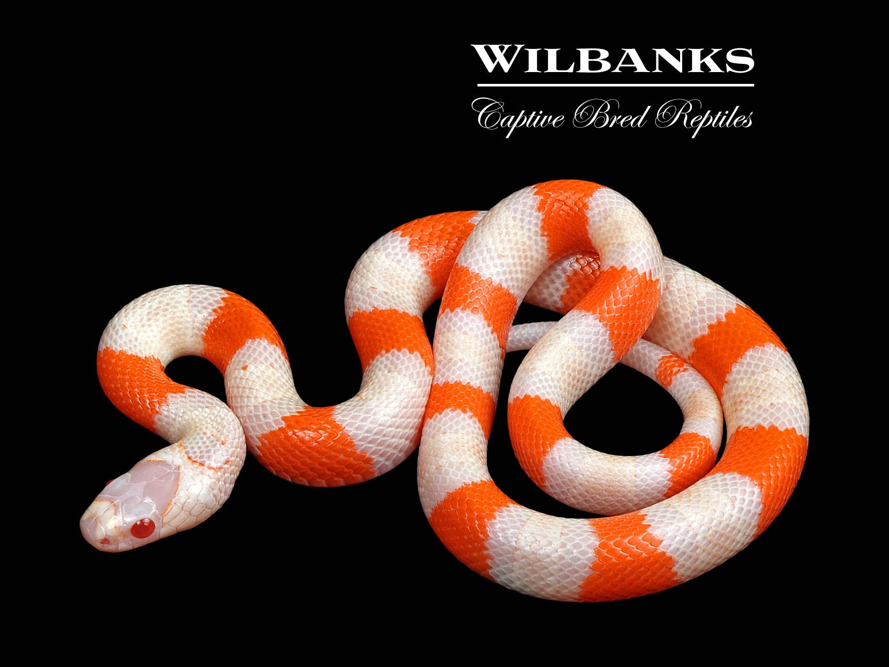 Crazy Line Albino Tri-color Honduran Milksnake ♀ '24 – Wilbanks