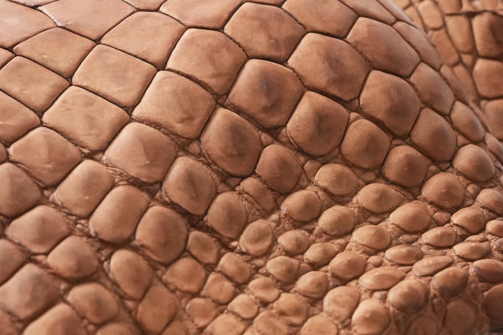 2024WILDSWANS CROCODILE FAIR 5(ベイカーオークバークポロサス編