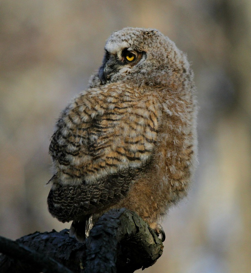 Great Horned Owl Owlets in Milwaukee County Wisconsin on April 25