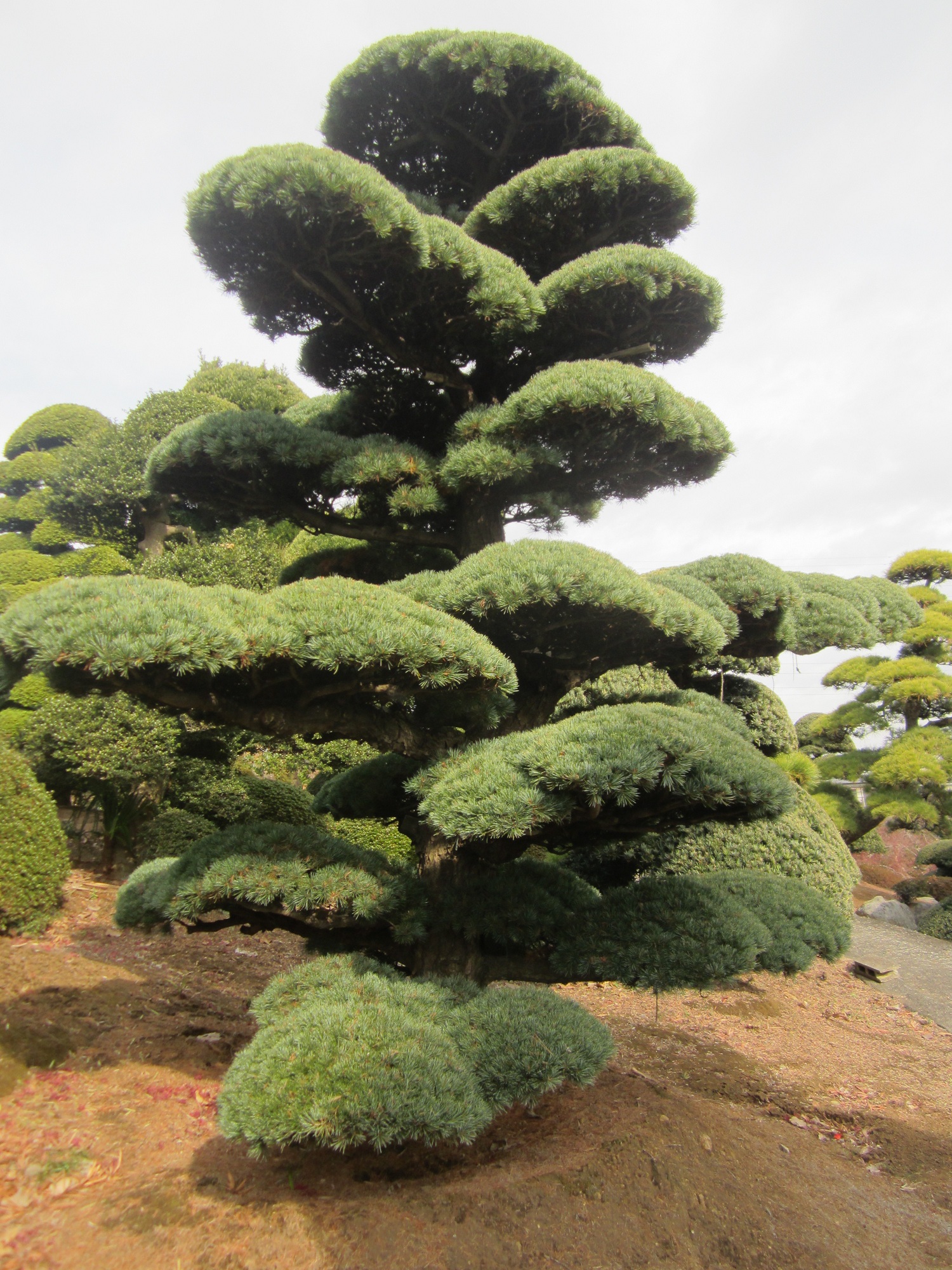 株式会社 トーチインターナショナル│イヌマキ/植物