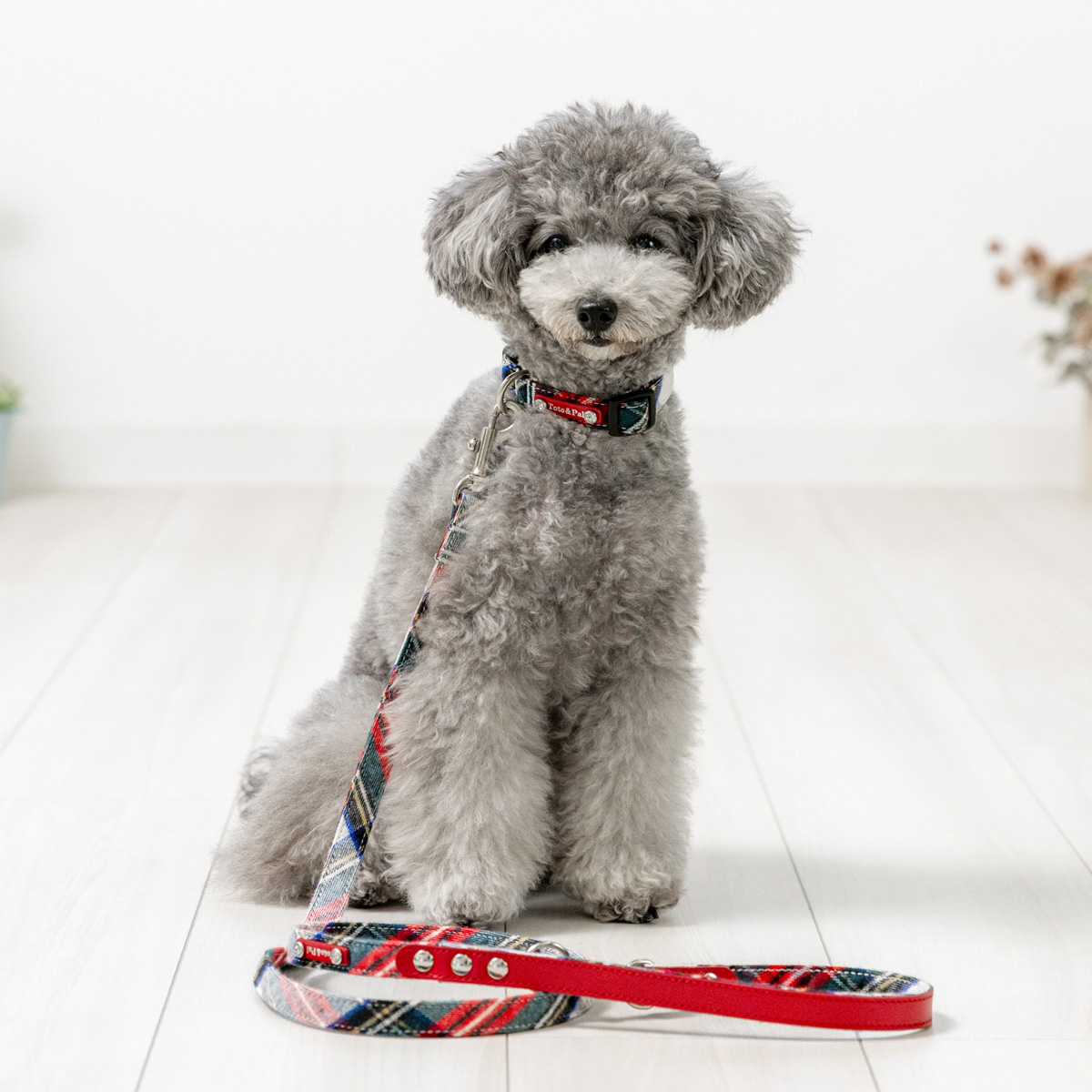 COLLAR（首輪）／レティチェック：Toto & Pal（トトアンドパル）公式通販