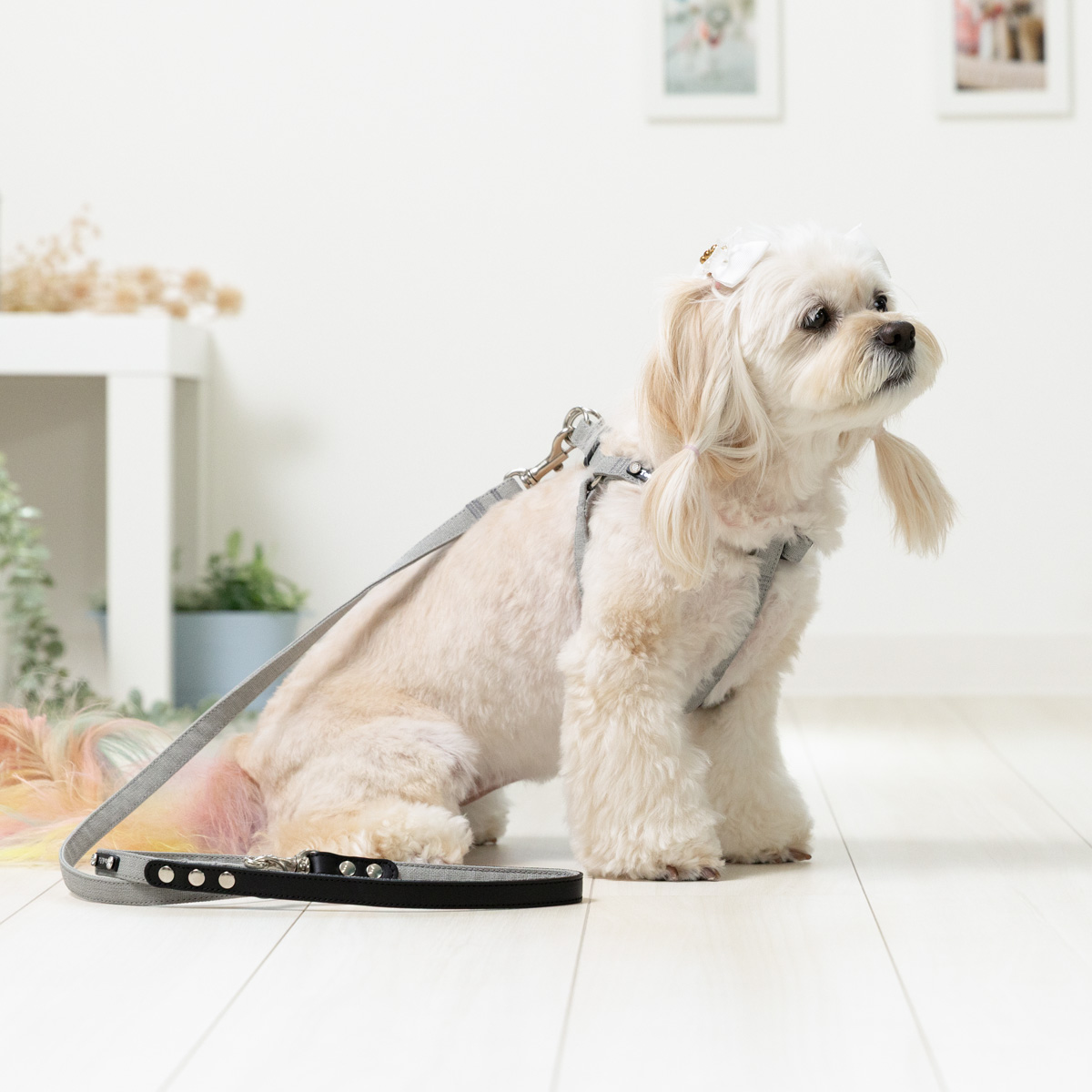 LEAD（リード）／ソフト：Toto & Pal（トトアンドパル）公式通販