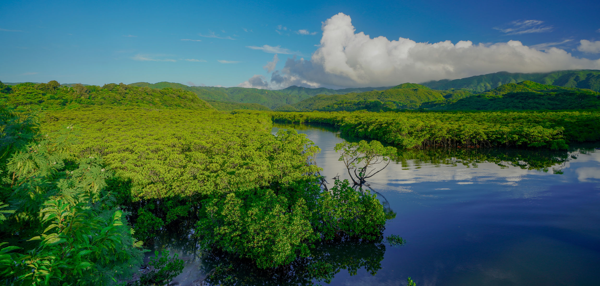 竹富町やまねこマラソン | 竹富町ホームページ