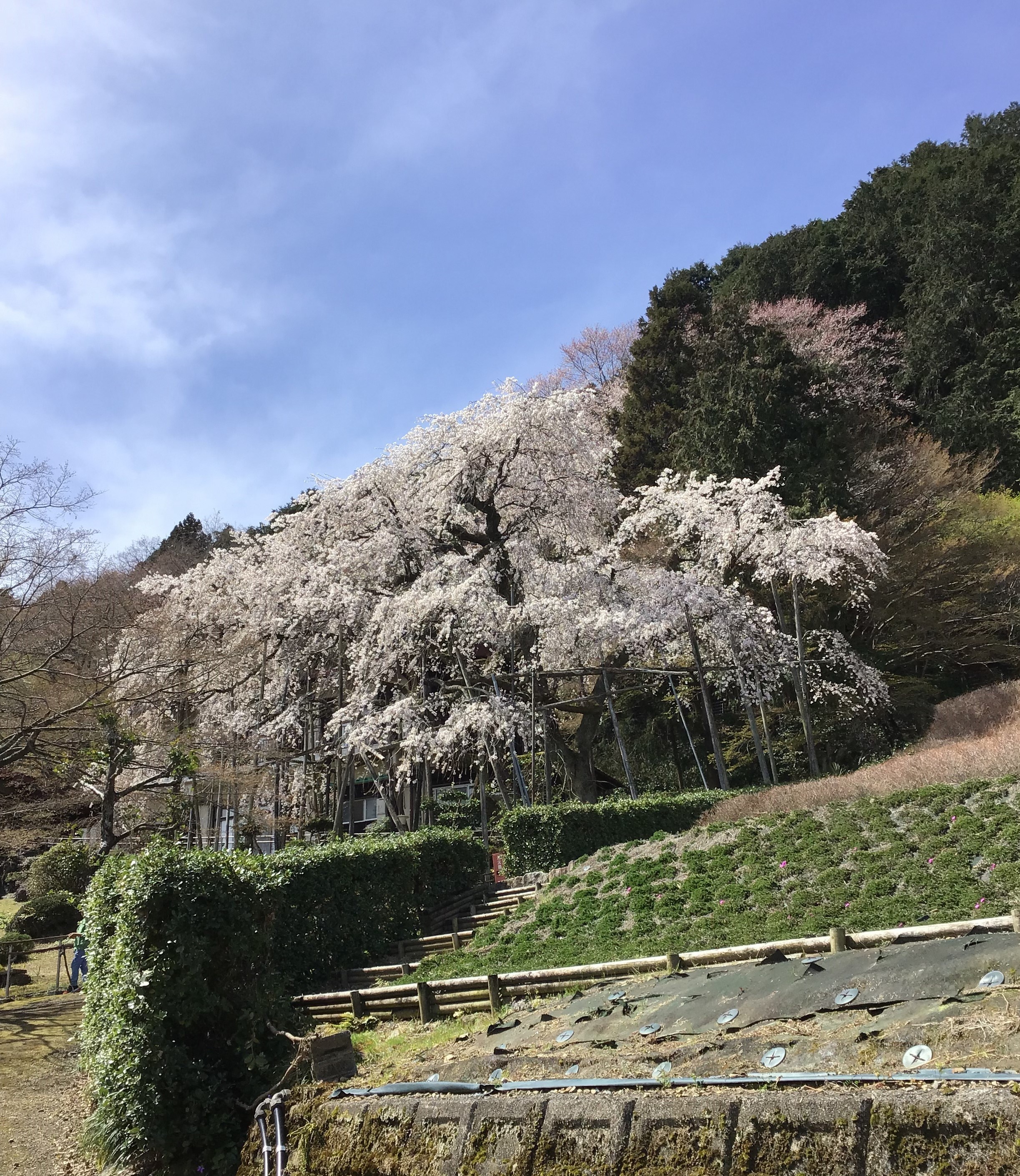 霞間ヶ渓の桜 開花情報 | 岐阜県揖斐郡池田町