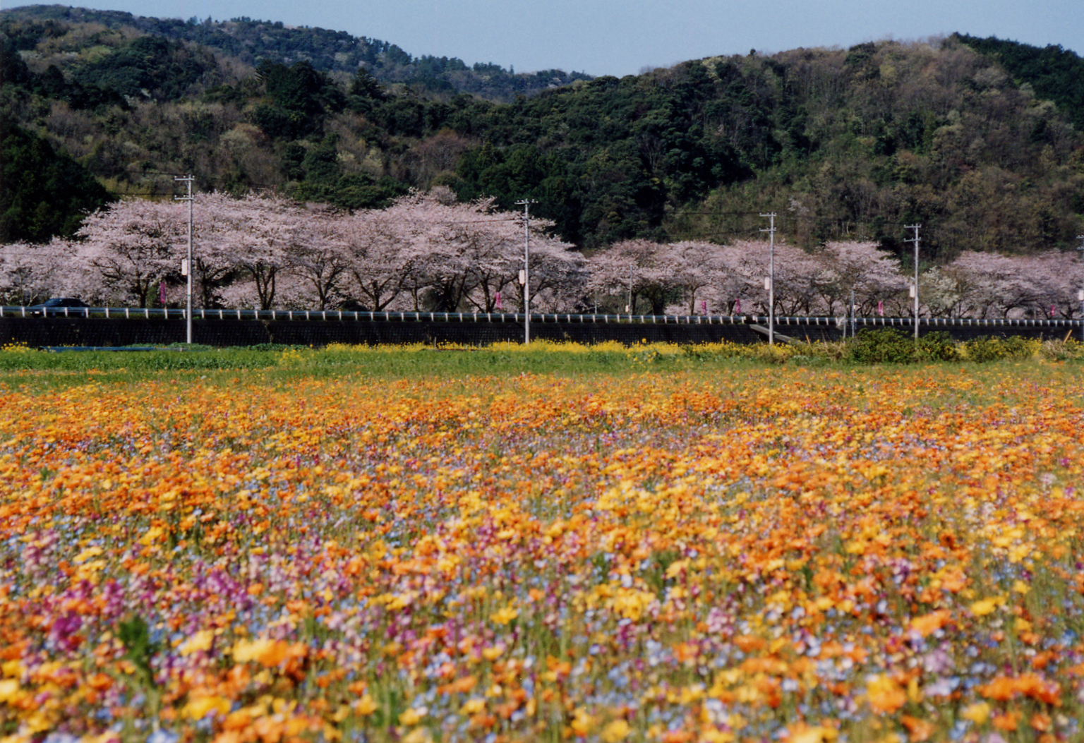 482)田んぼを使った花畑06 | 松崎町