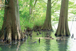 篠栗九大の森／篠栗町