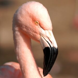 チリーフラミンゴ – 富山市ファミリーパーク