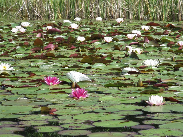 スイレン（ヒツジグサ） | 園内の見どころ
