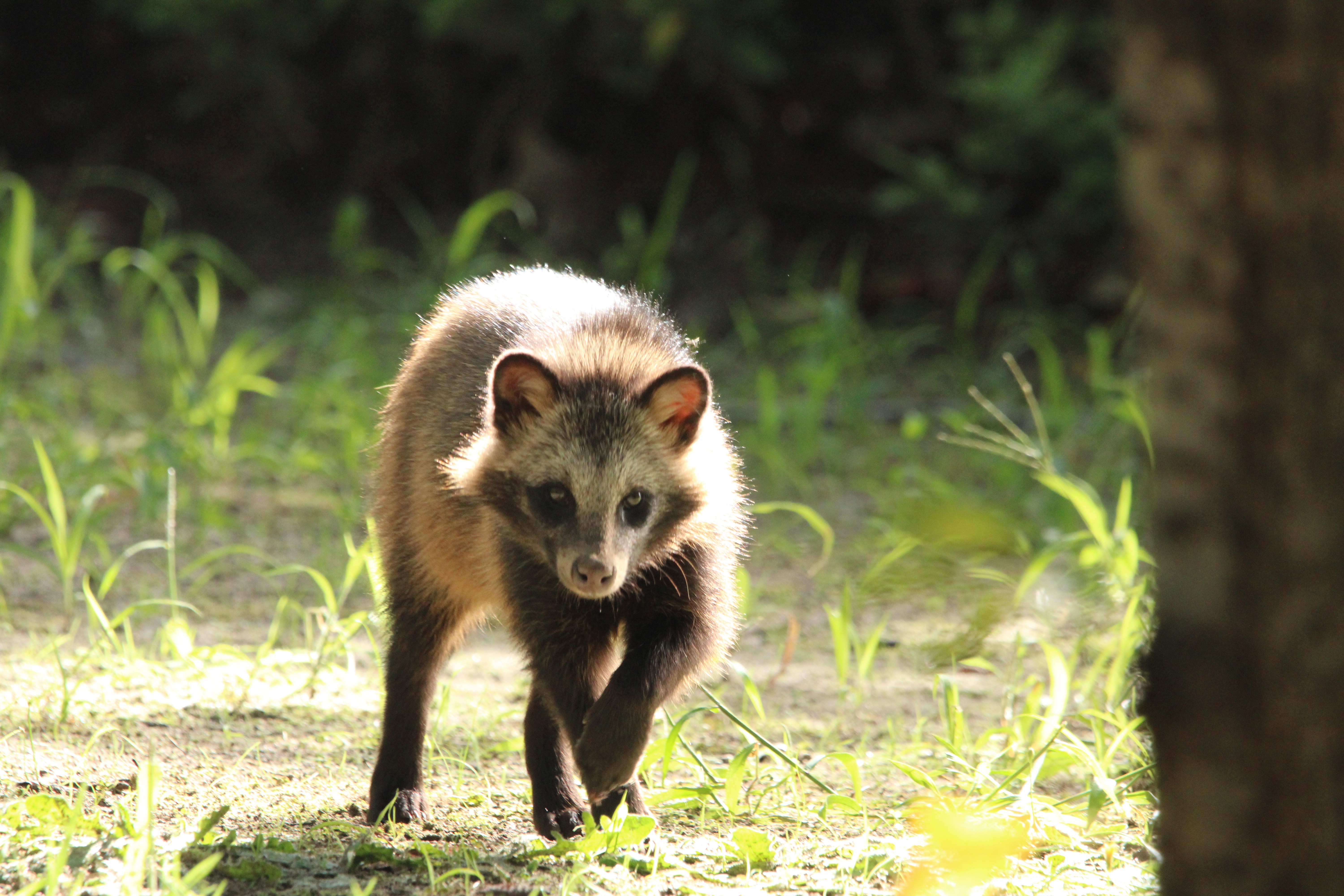 子タヌキ発見!! | 園内の見どころ
