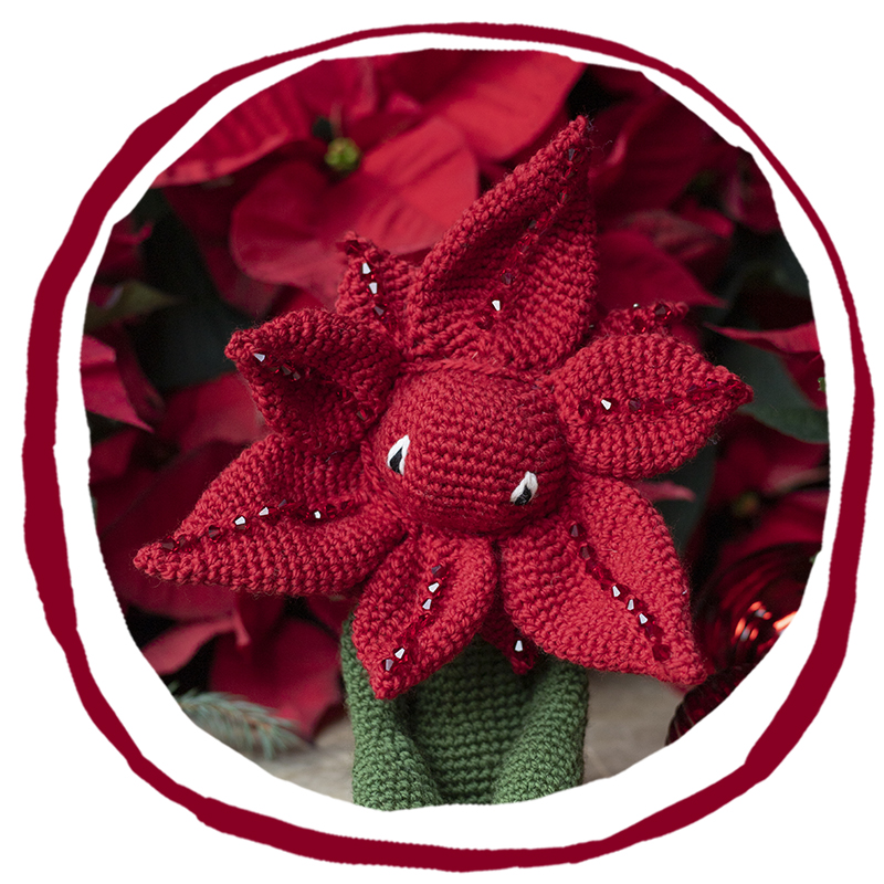 Poinsettia Flower | Alexandra's Garden by Kerry Lord