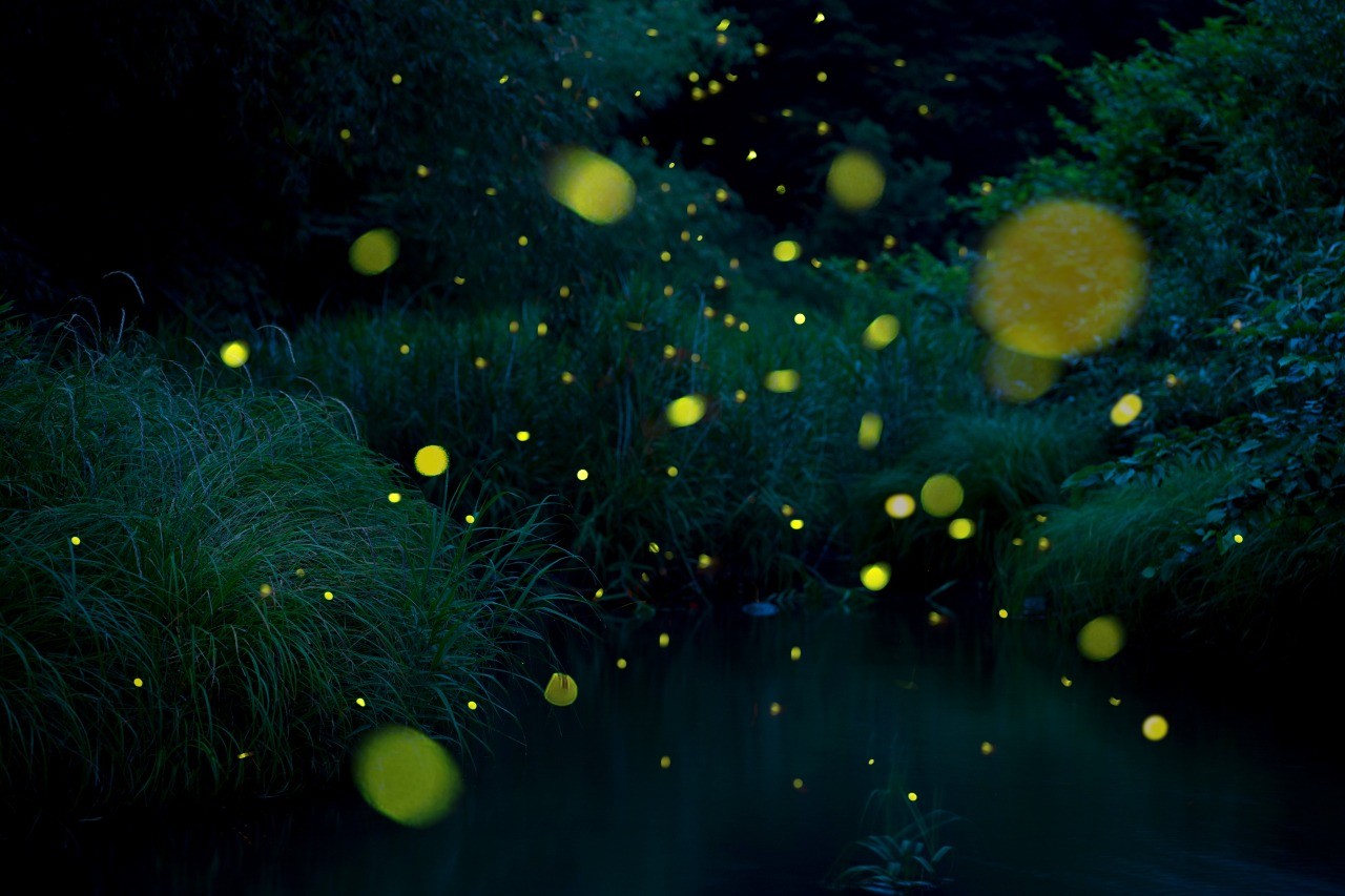 桑折町のホタル｜旅東北 - 東北の観光・旅行情報サイト