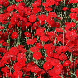 ダイアンサス 【ラプソディ・レッド】 スプレー状に地際から分枝し1株