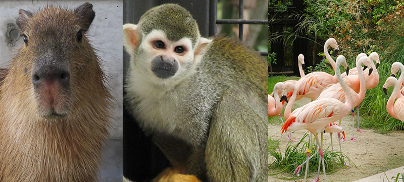 ときわ動物園 - ときわ公園|山口県宇部市