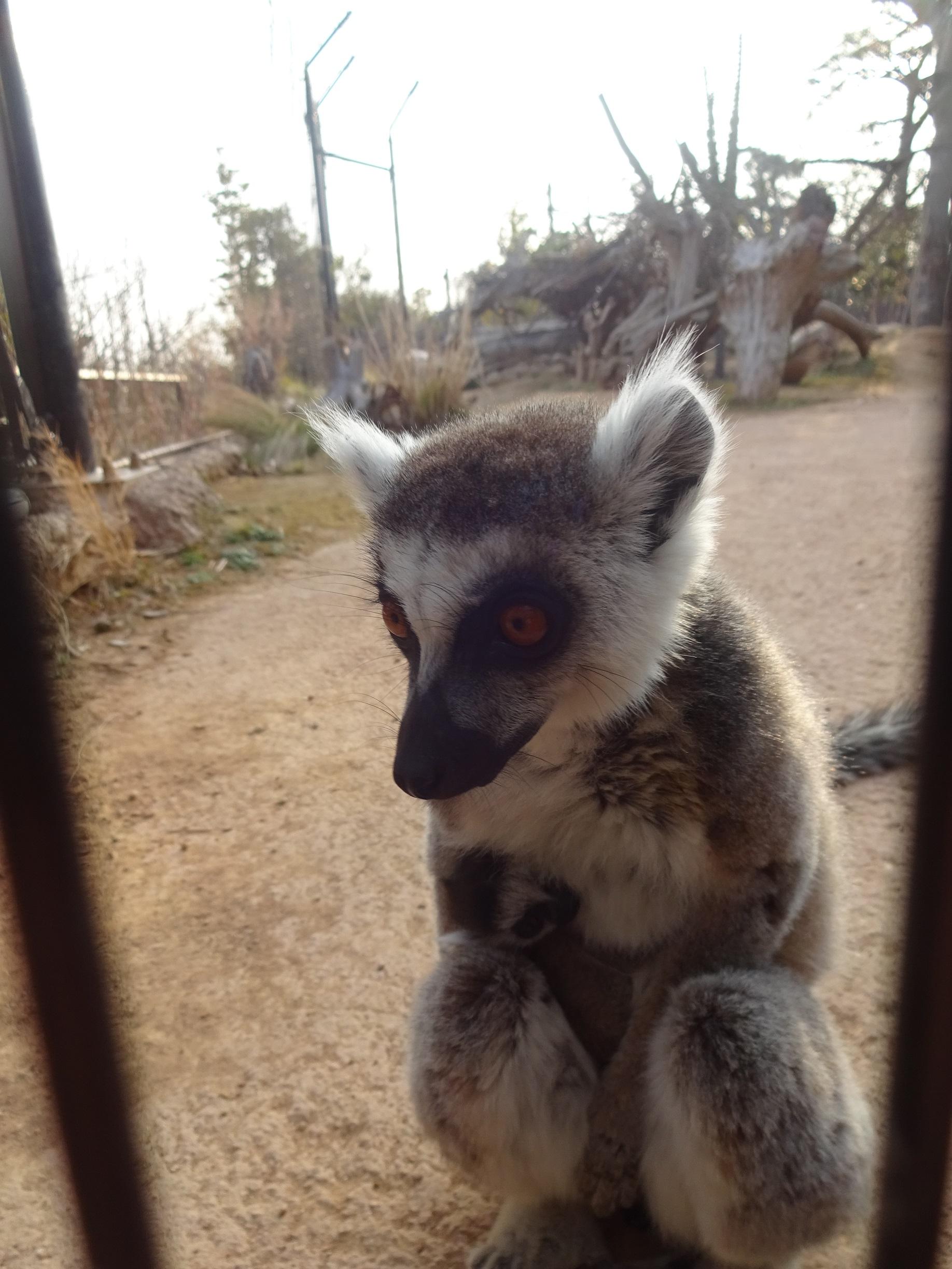 4月23日 ワオのこどもたち - 飼育員ブログ - ときわ動物園 - ときわ