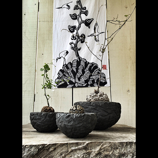 亀甲竜 TENUGUI | 多肉植物・特別な鉢の販売 | トーキー | TOKY