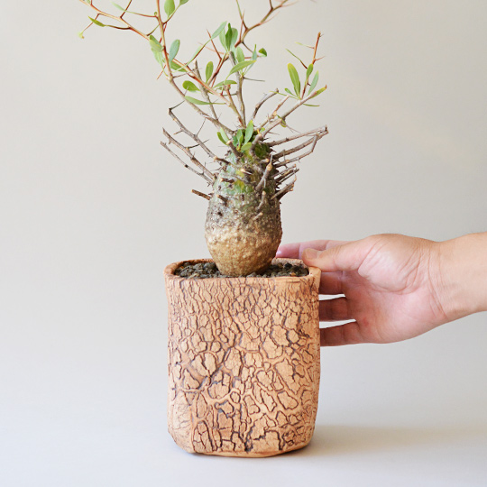 フォークイエリア・コルムナリス（観峰玉） | 多肉植物・特別な鉢の