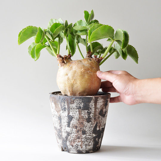 キフォステンマ・マクロプス | 多肉植物・特別な鉢の販売 | トーキー