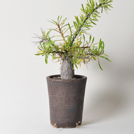 フォークイエリア・プルプシー | 多肉植物・特別な鉢の販売 | トーキー