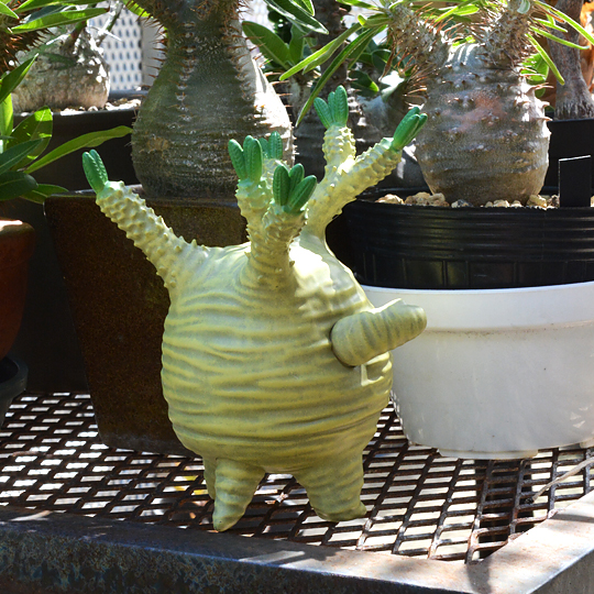 ソフビ製グラキリスちゃん (Natural) | 多肉植物・特別な鉢の販売