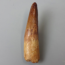スピノサウルスの歯（Spinosaurus）｜化石販売・鉱物販売の東京サイエンス