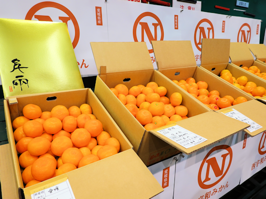 2025年度 愛媛みかんセレモニー - 東京青果株式会社