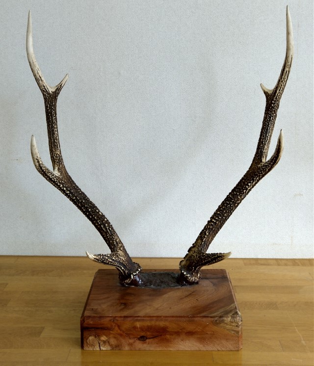 鹿の角 鹿の角 ノールビンドニング 針 1本 【竜鹿】／ 鹿角 鹿 しか シカ