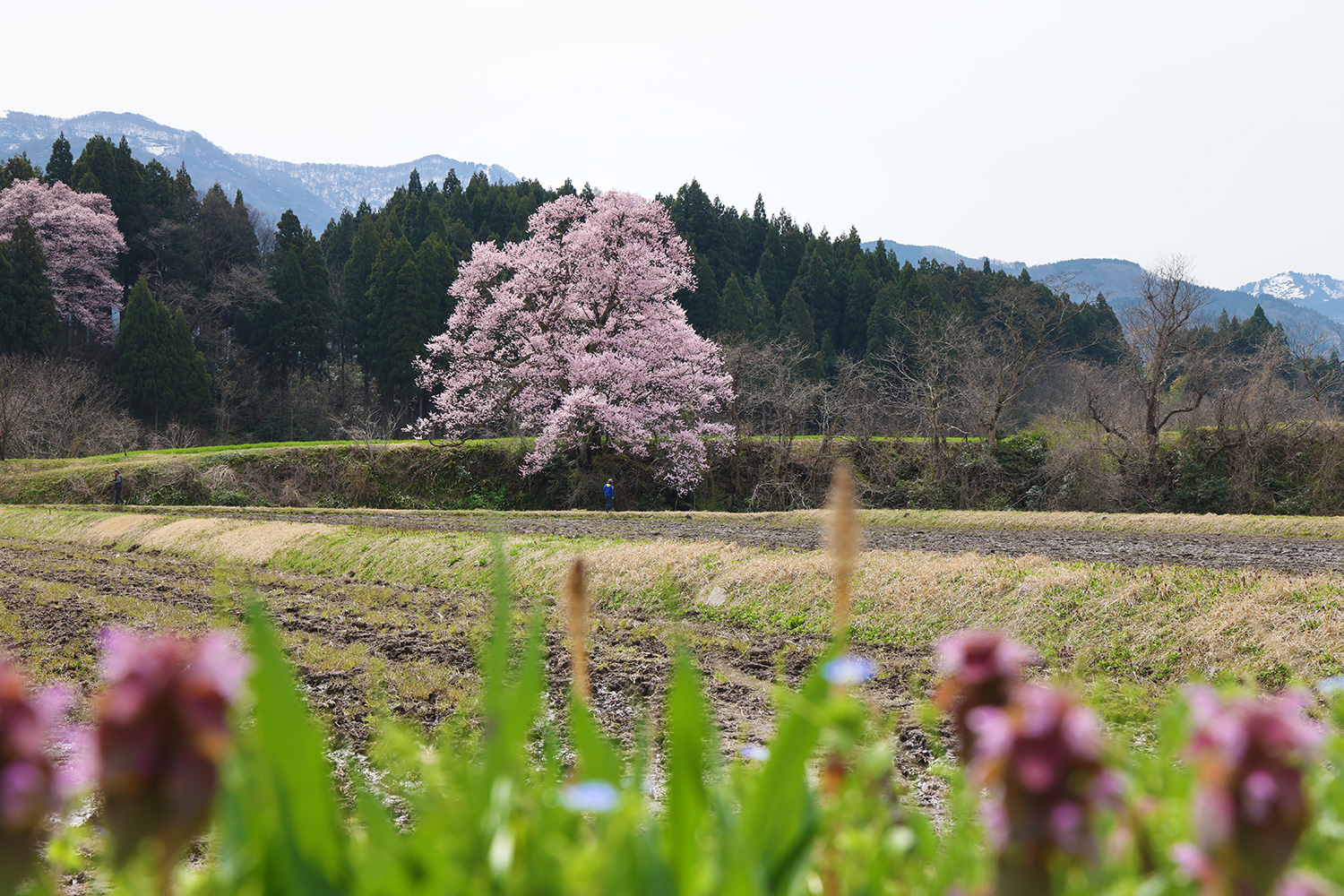 南砺の桜｜南砺市の観光情報サイト「旅々なんと」