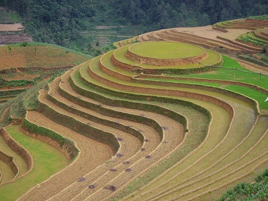ベトナムでもっとも美しい棚田『サパ地方』がアツい！ | たびせん.com