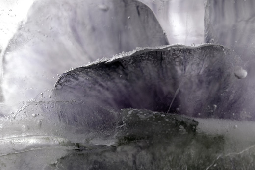 マルチカラーダブルフェイス (ホワイト)Multicolor Double Face