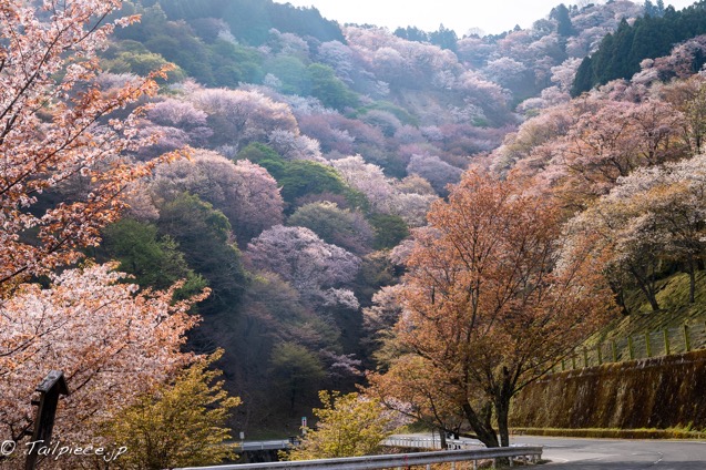 桜満開の吉野山〜金峯山寺で花供会式が行われました〜 | プロマネの