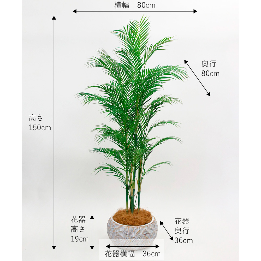 パーム | 商品詳細 | 高島屋オンラインストア