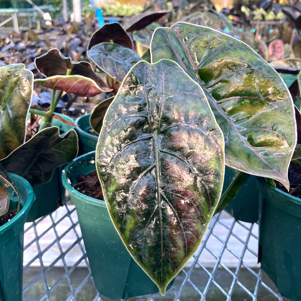 生産品紹介 – 武農園