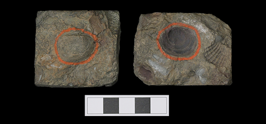 佐賀県立宇宙科学館 新種の二枚貝化石レプリカを初公開 | イベント