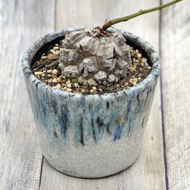 ディオスコレア 亀甲竜【現品】｜有限会社 タケダ花店