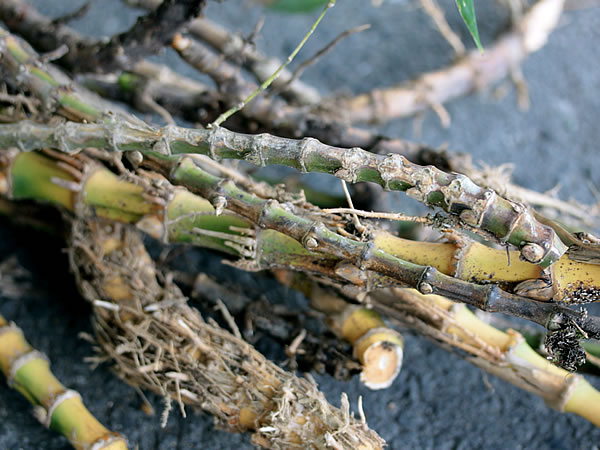 竹根は天然の鉄筋コンクリート - 竹虎四代目がゆく！