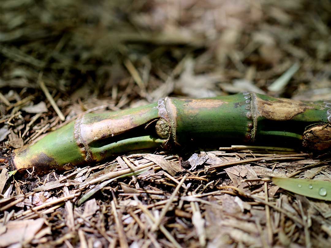 竹根の製品たち - 竹虎四代目がゆく！