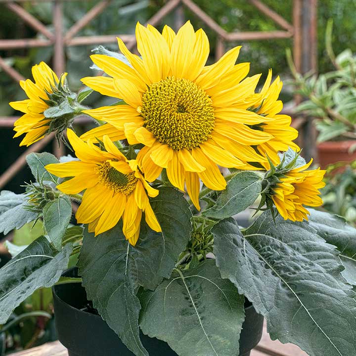 その他ひまわり ｜ 品種カタログ ｜ 調べる ｜ タキイ種苗株式会社