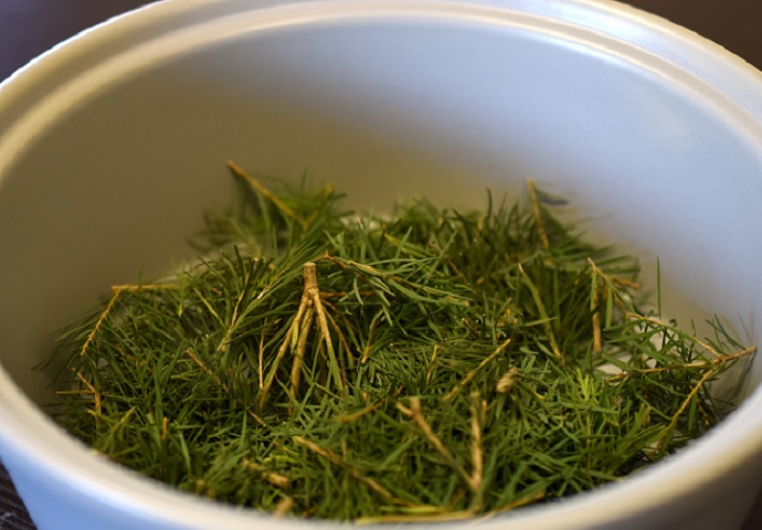 芳香蒸留器「herbique」 ハービック 香りの樹メラレウカ、ティーツリー