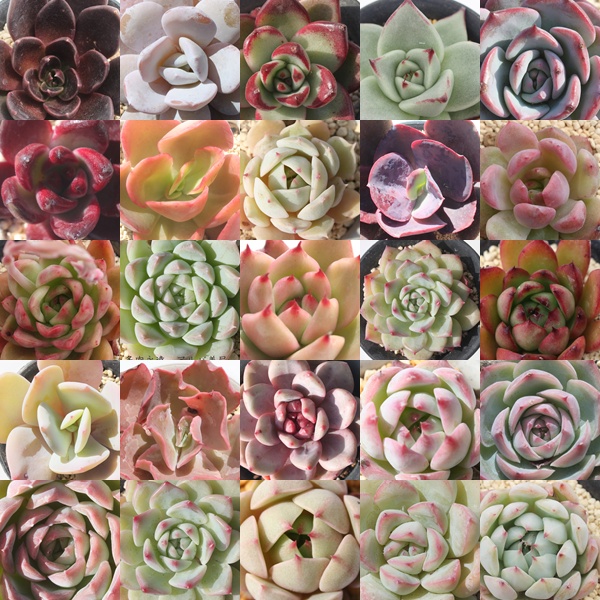 2026エケベリア 福袋,人気品種詰め合わせ,レア入り お楽しみセット