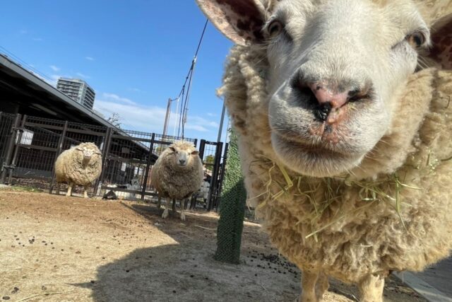 ヒツジ | 地方独立行政法人天王寺動物園