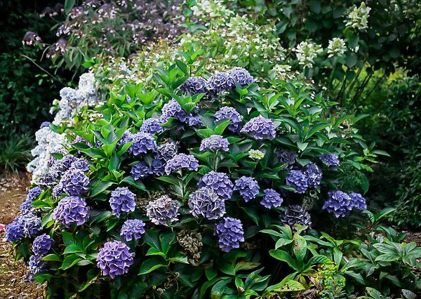Cityline Venice Hydrangea For Sale Online | The Tree Center
