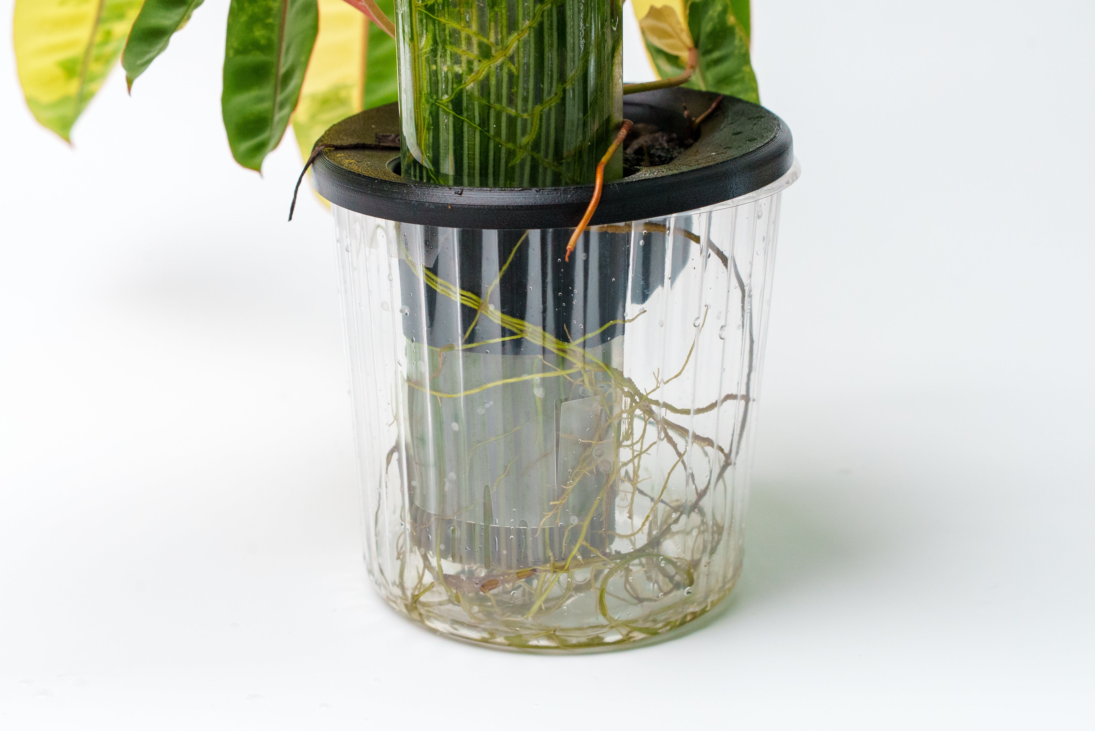 THICCLY GrowLid - Kratky Hydroponics Moss Pole System (Clear