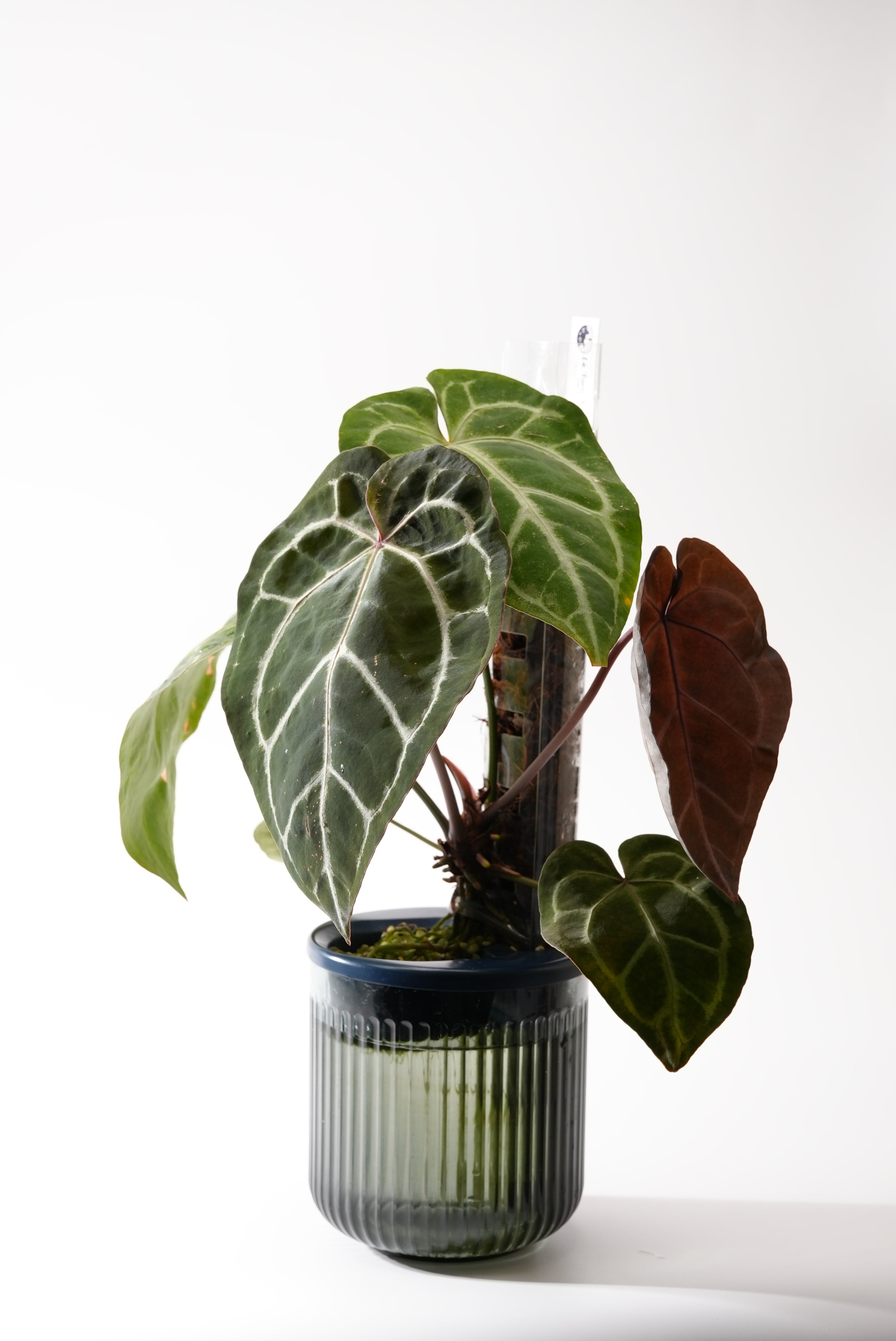 THICCLY GrowLid - Kratky Hydroponics Moss Pole System (Clear