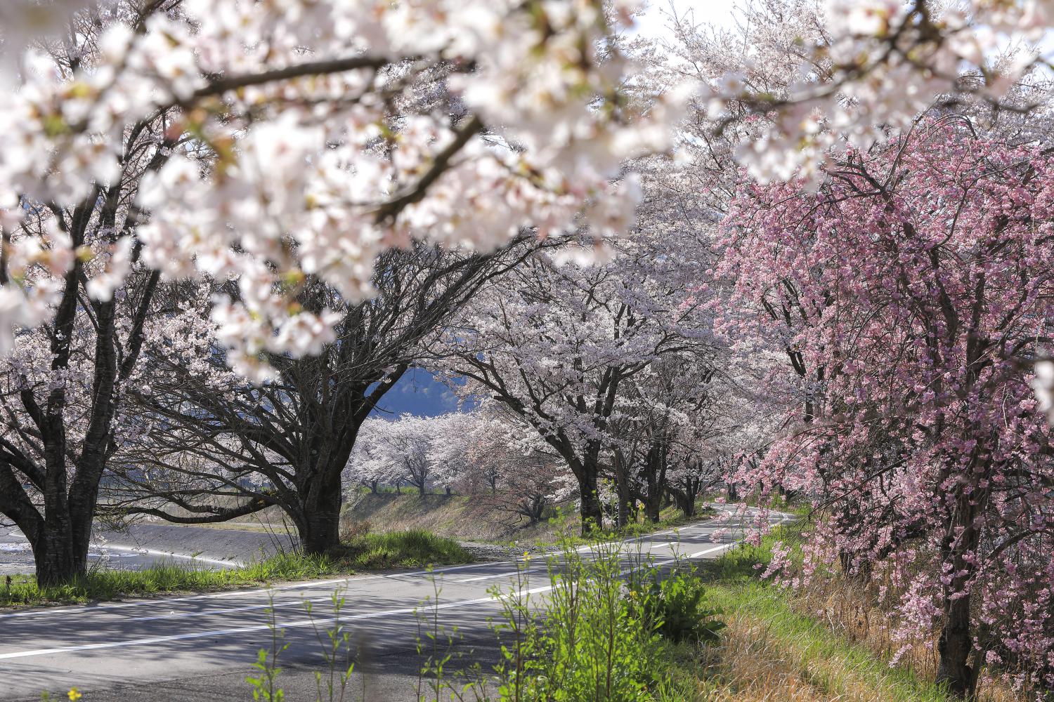 久慈川サイクリングロードの桜並木 - ふくしまの旅