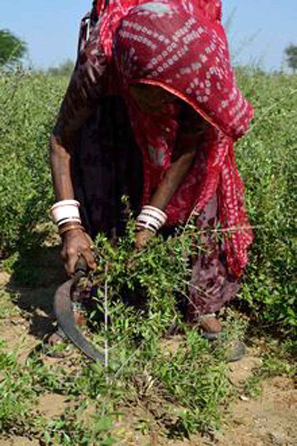 インド藍のパウダー - Indigo の通販 - TIRAKITA.COM