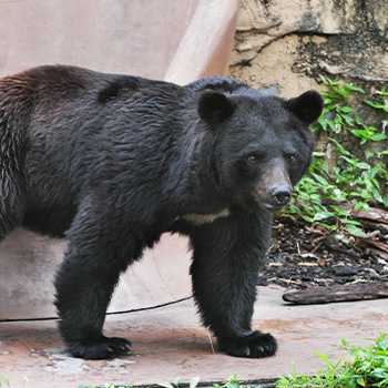 三重県でクマの目撃情報が急増！注意が必要な地域と効果的な熊対策とは