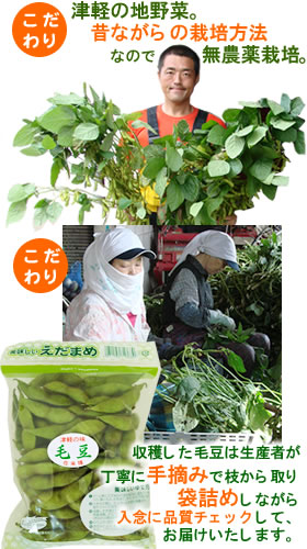 津軽com(つがるこむ)ストア / 毛豆(津軽の地野菜・枝豆)販売～野菜農家