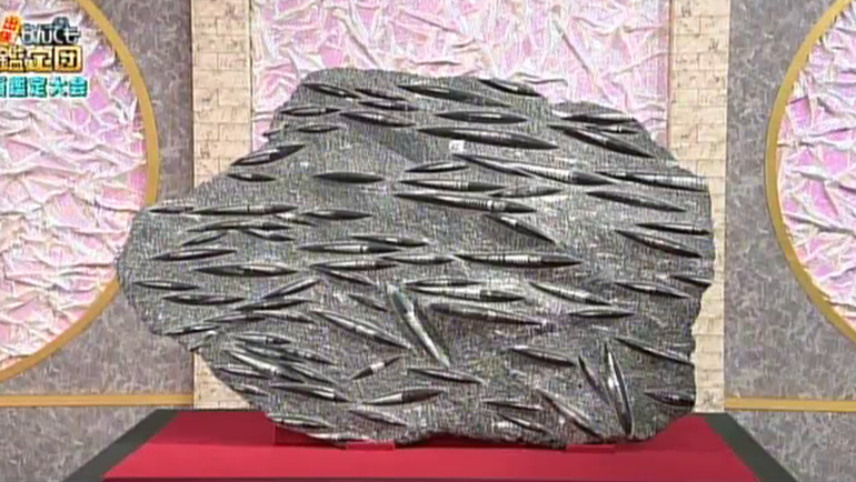 オルソセラスの化石｜開運！なんでも鑑定団｜テレビ東京